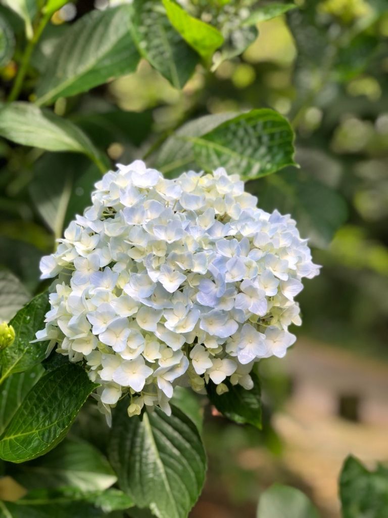 頂湖步道登奮起湖大凍山、霹靂山_348531