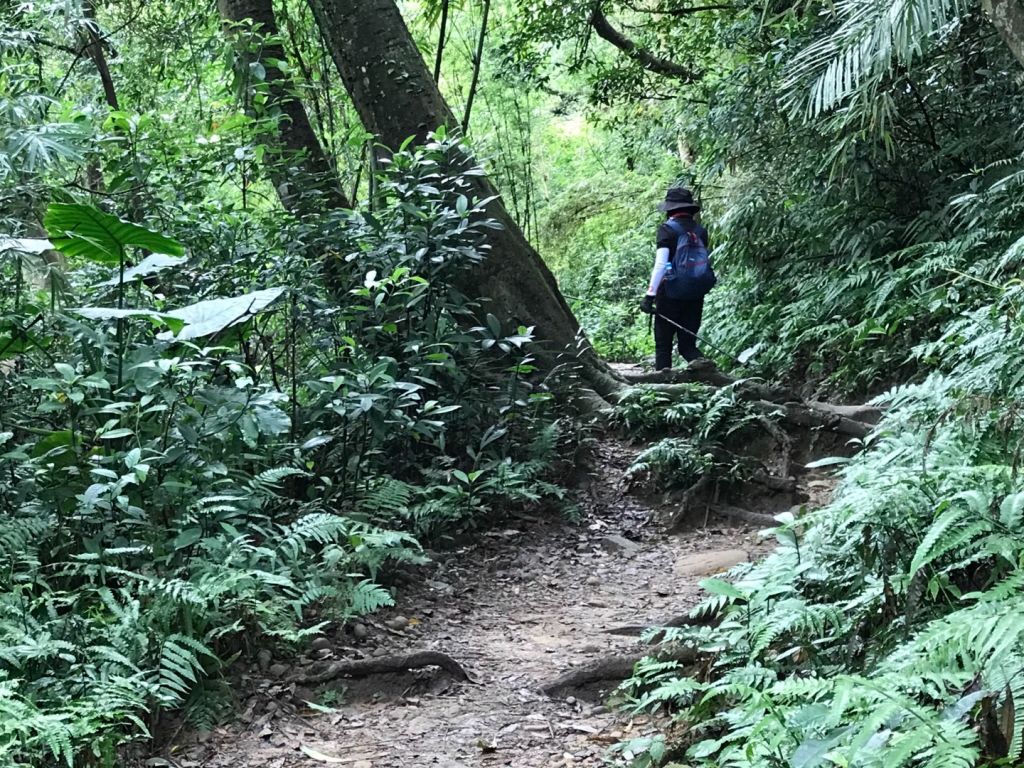 飛鳳山觀日坪連走中坑山_388266