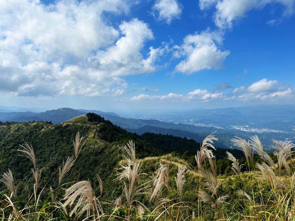 愛在秋芒紛飛時...五分山_2353655