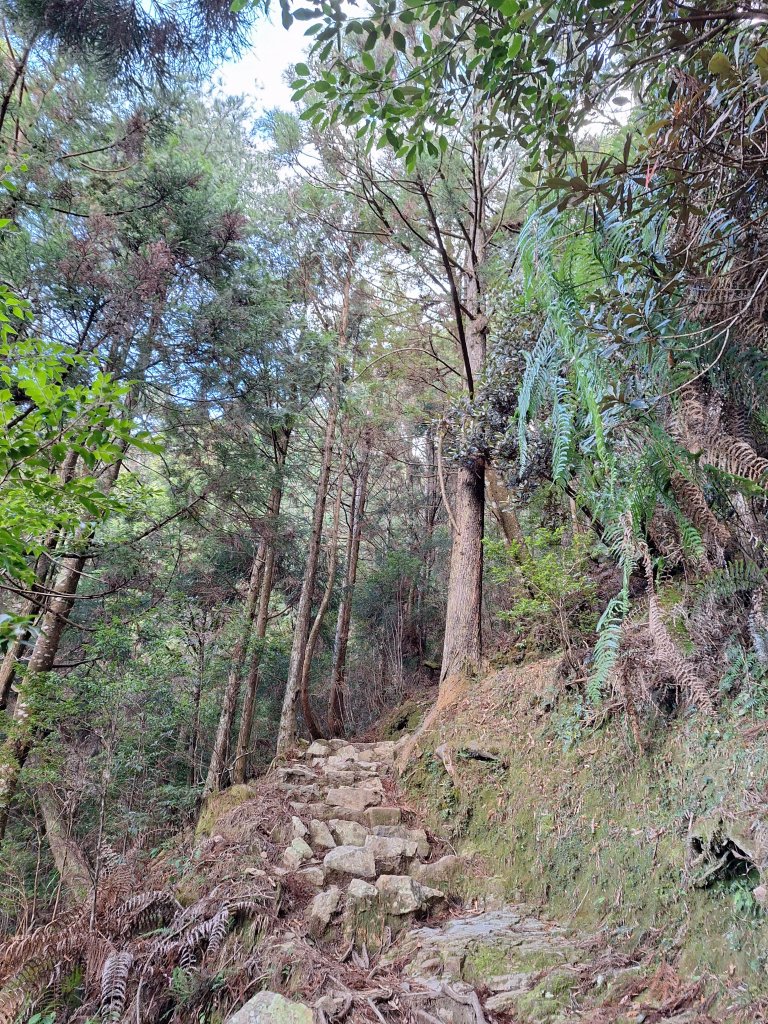 觀霧之榛山O型20241123_2653896