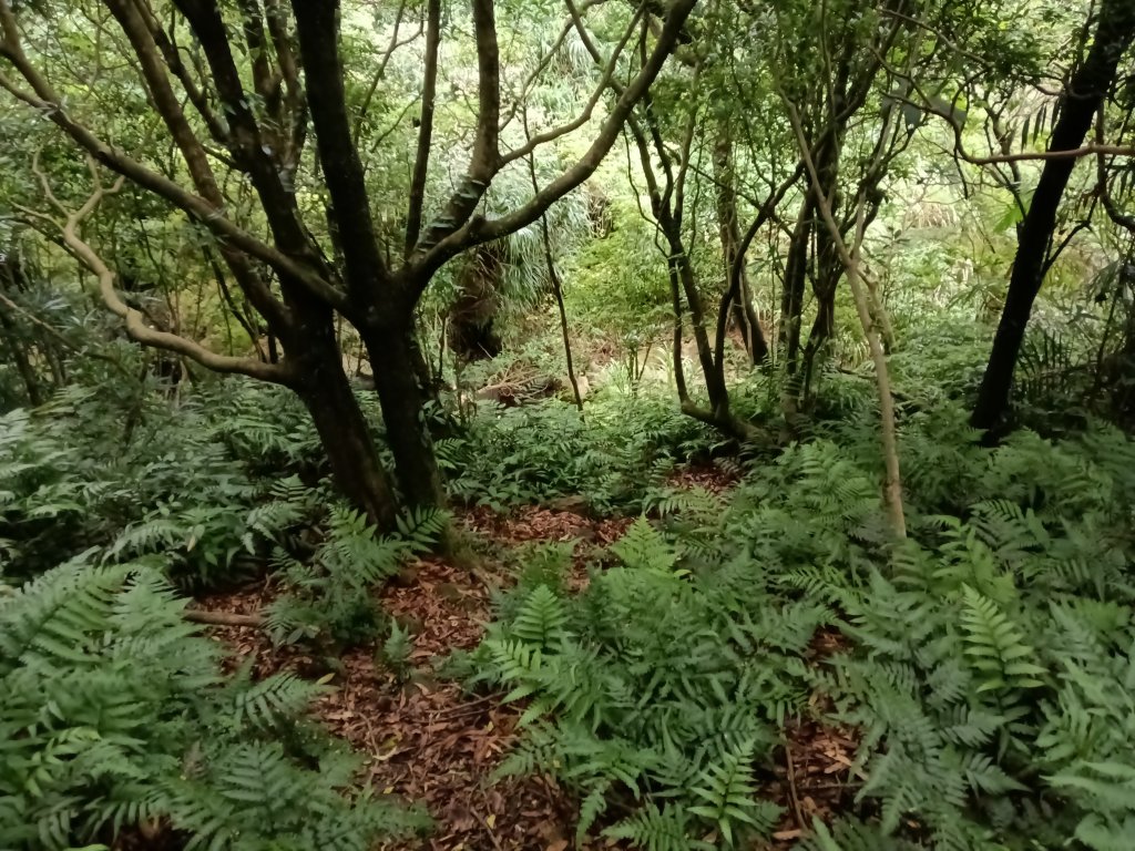 瑞芳區找尋半屏大瀑布未果_2880955