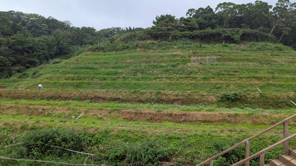 114.05.04三芝桐花步道-百年田梯步道-大鵬足湯公園_2779906