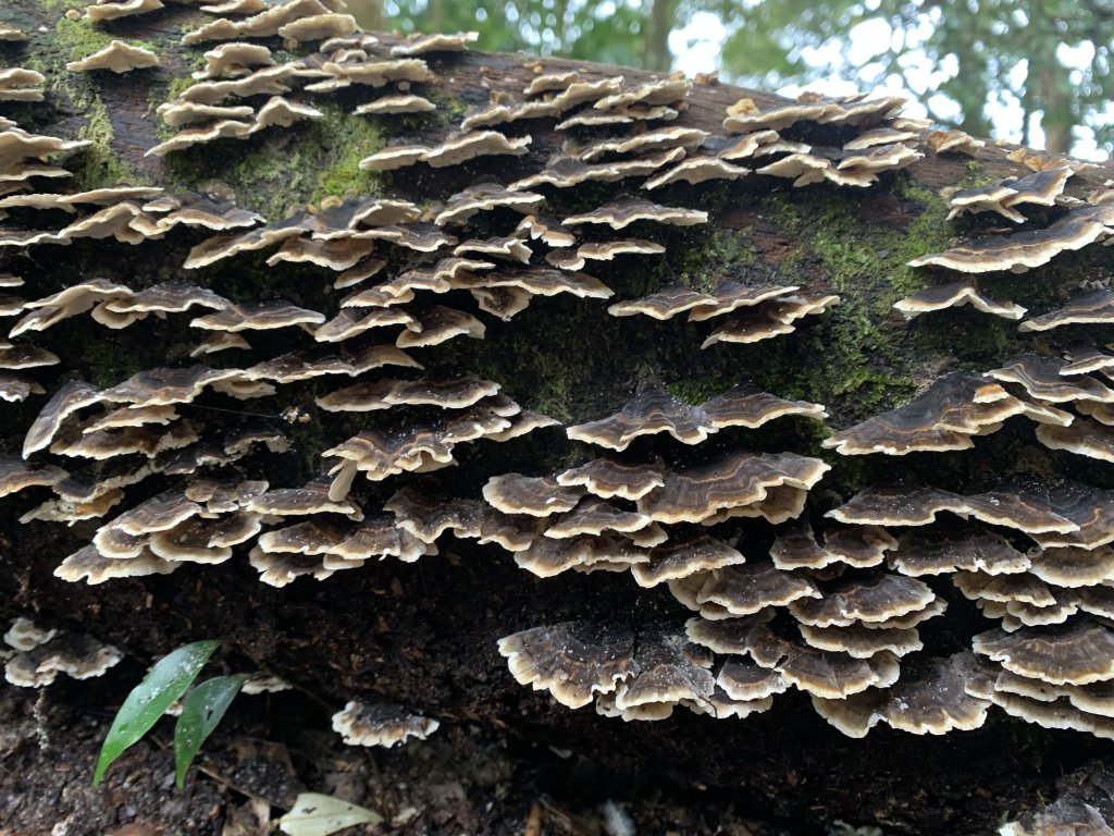 20251220嘉義凸龜山-芙蓉山-天福山_2973803