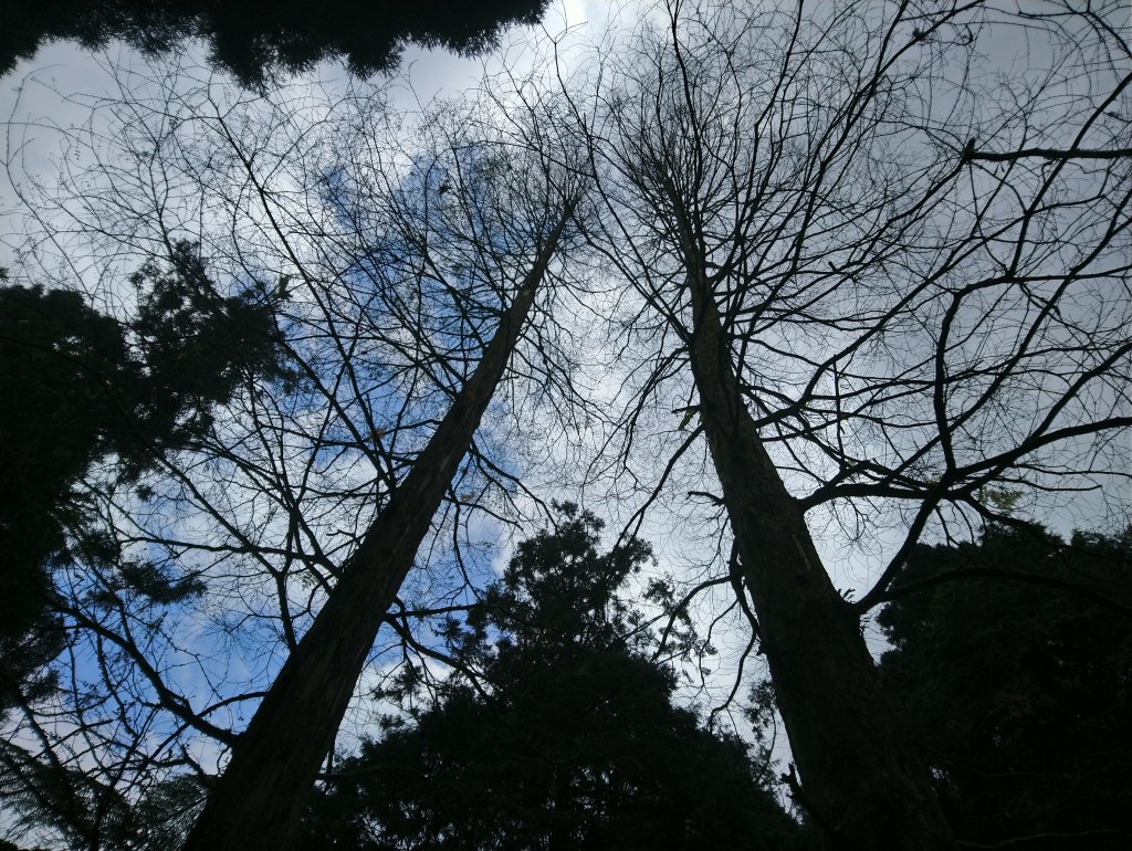 溪頭 南鳳凰山 天文台 神木O型 _869894