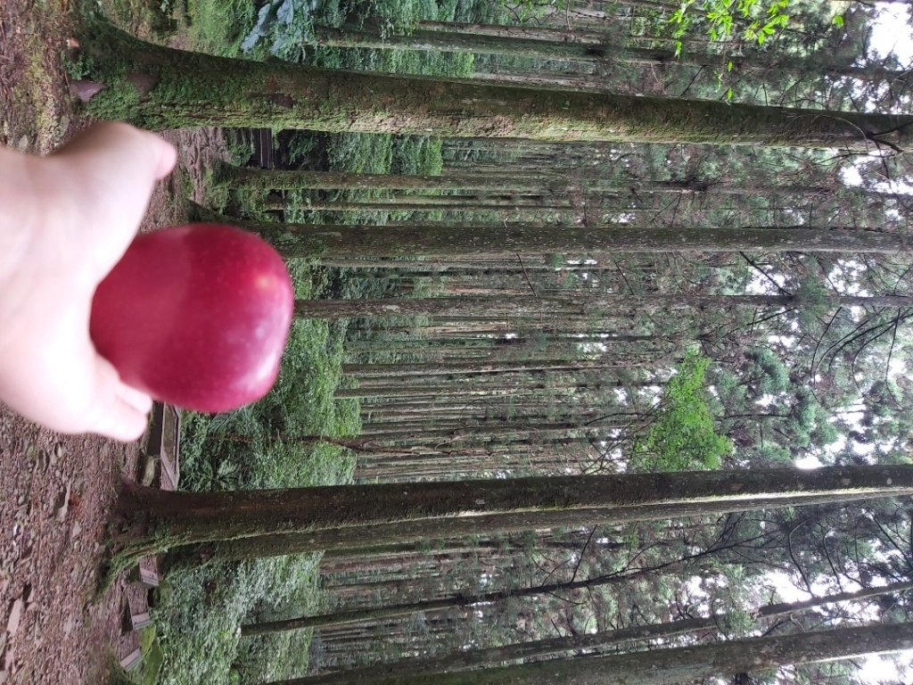 桃園_東眼山自助遊封面圖