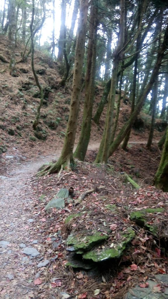 檜山巨木森林步道 2017.01.07_116056