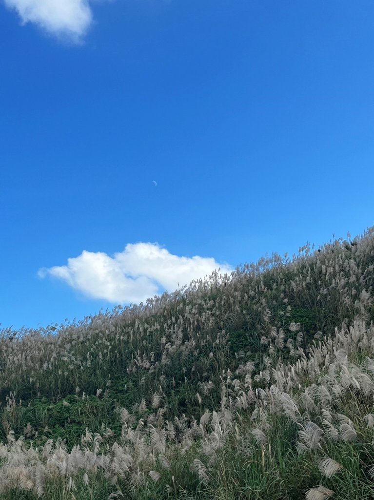 愛在秋芒紛飛時...五分山_2353742