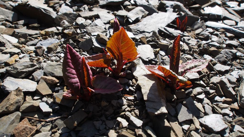 獨立於塵世之外的合歡溪_116647