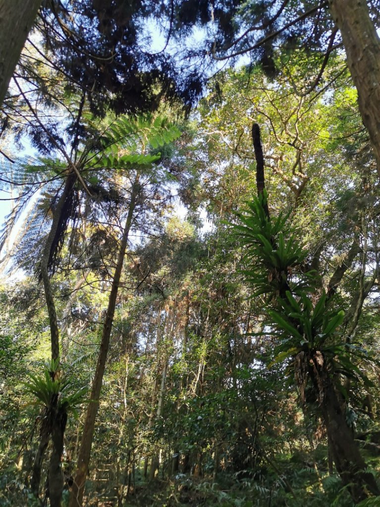 步道巡訪員│鳥嘴山步道 2 月巡訪日誌_820150
