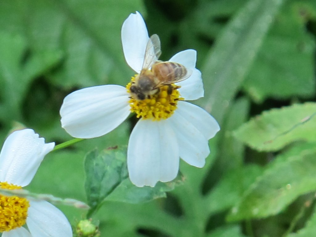 2019-09-26 石岡挑物古道_689248