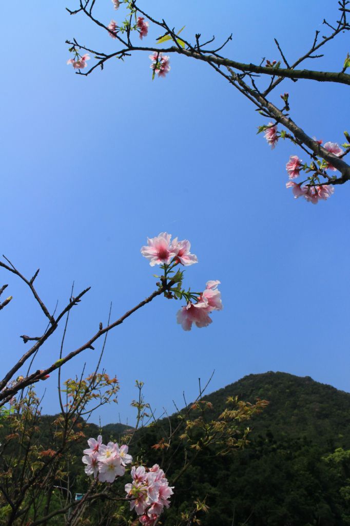 內湖鯉魚山環狀步道 20180319_300640