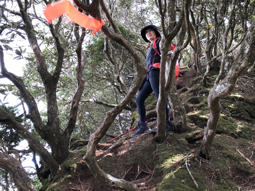 高島縱走之奇幻森林_94017