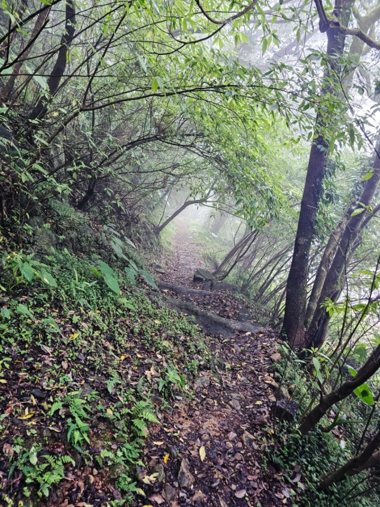 2025臺北大縱走第二段：二子坪至小油坑封面圖