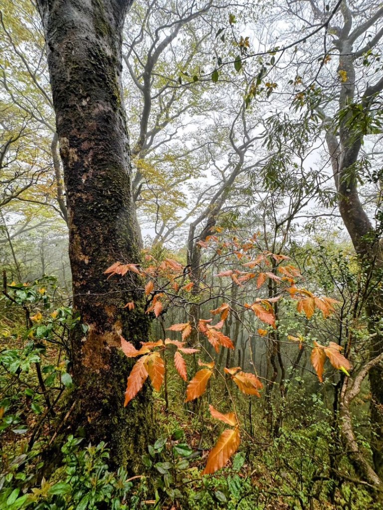 卡保石壁一葉蘭（耘夢谷上逐鹿山下O走）_2809506