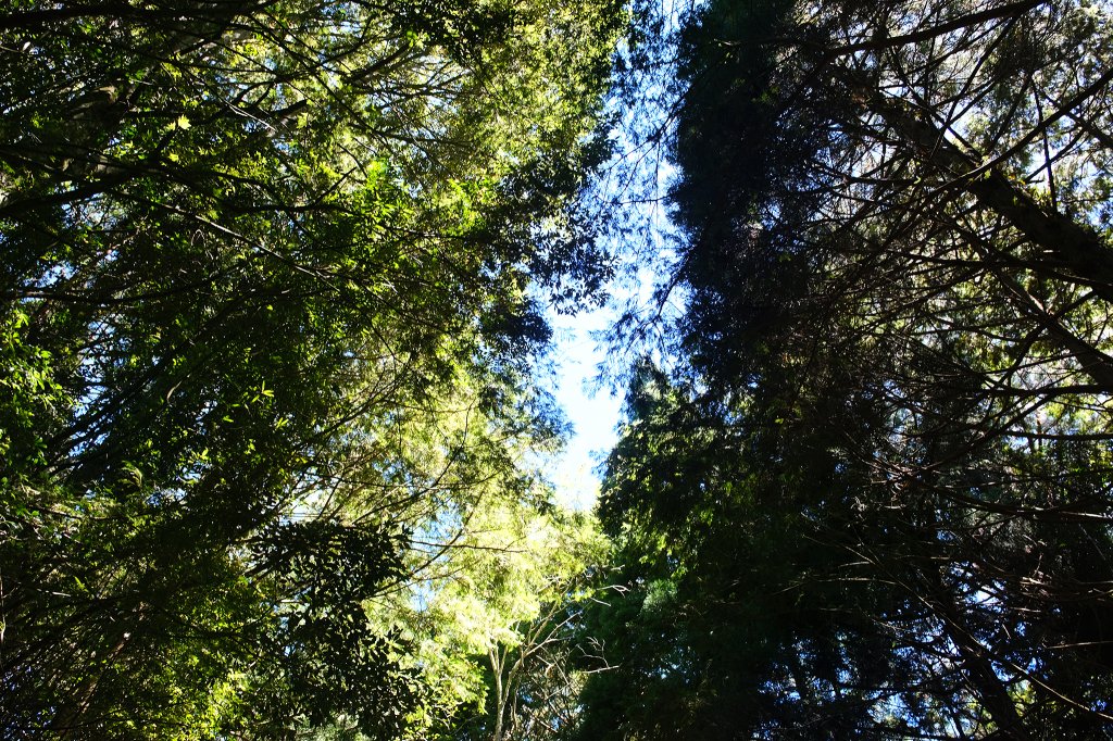 雪見大板根_2924677