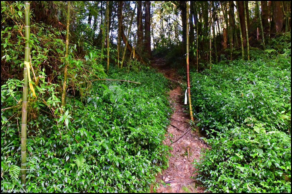 一座鳥山 ~ 金柑樹山 (小百岳)_344588