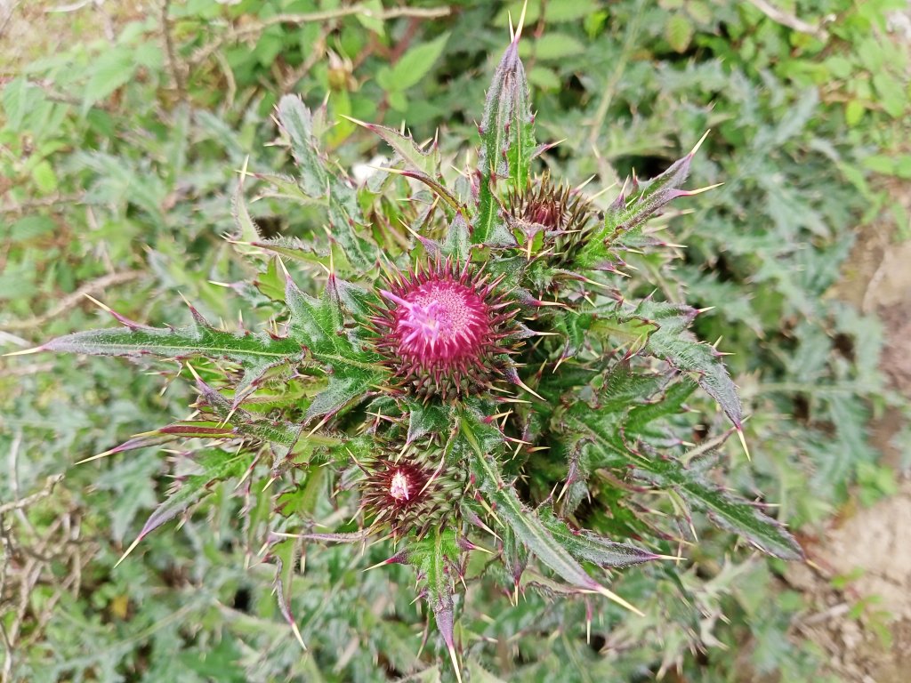 【臺北大縱走 3】擎天崗→石梯嶺→頂山→風櫃口_2106946