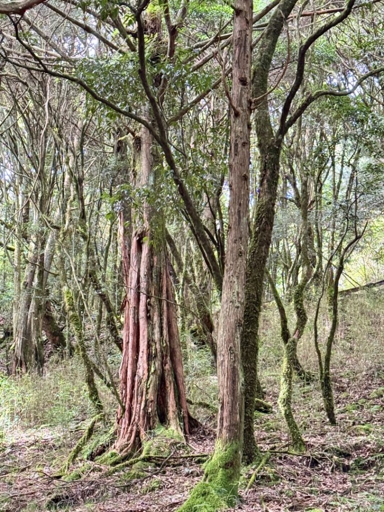 觀霧-檜山巨木群步道_2925494