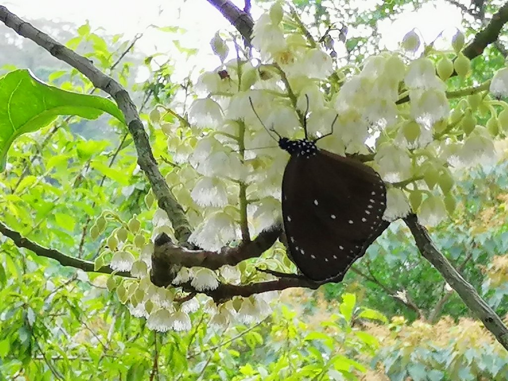 新竹峨眉~步道悠閒走。六寮古道_1103289