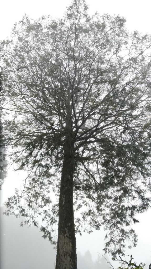 阿里山五奇_306284