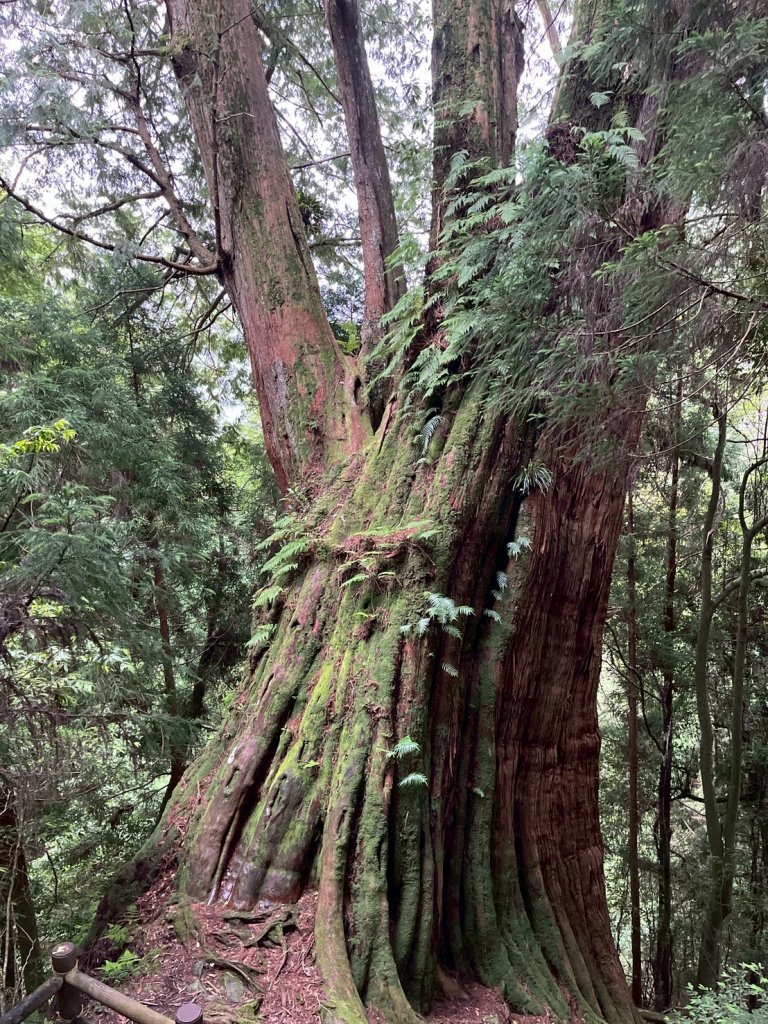 新竹 五峰 觀霧國家森林遊樂區 蜜月小徑+檜山巨木群步道_2811463