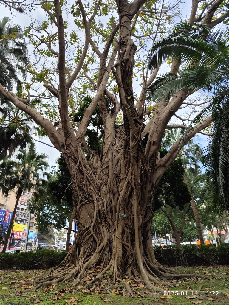 4-2 臺大校史館「原民之耀」巡迴展→椰林大道→傅園→臺大正門_2692854