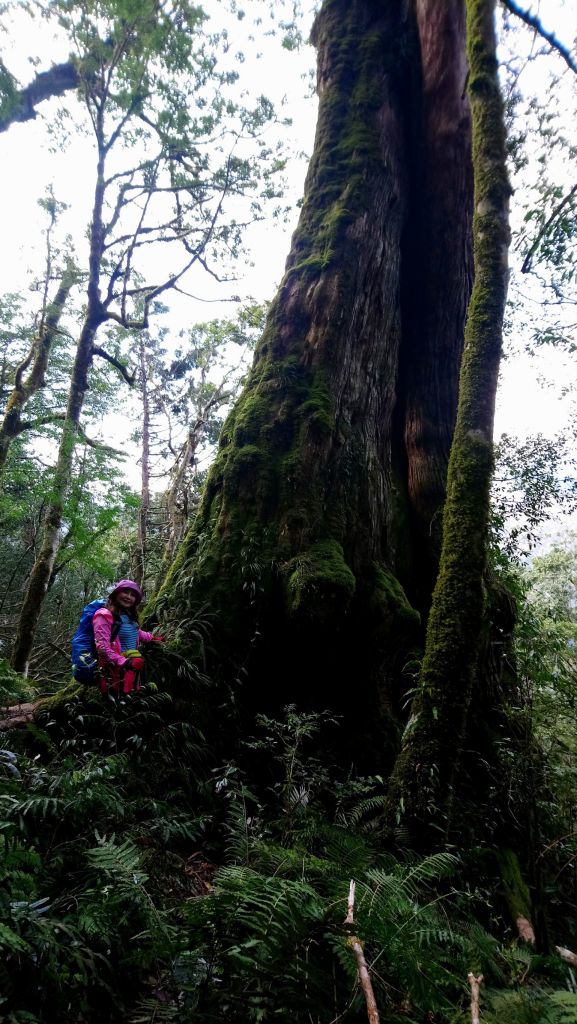 米羅山之木_292485