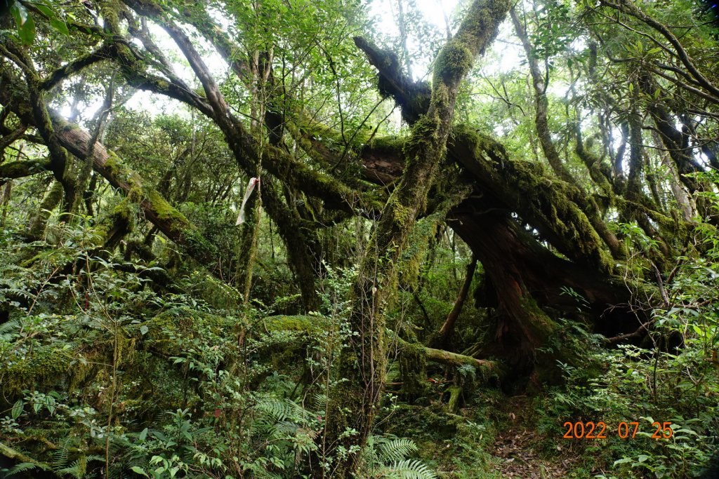 新北 烏來 拳頭母山_1778540