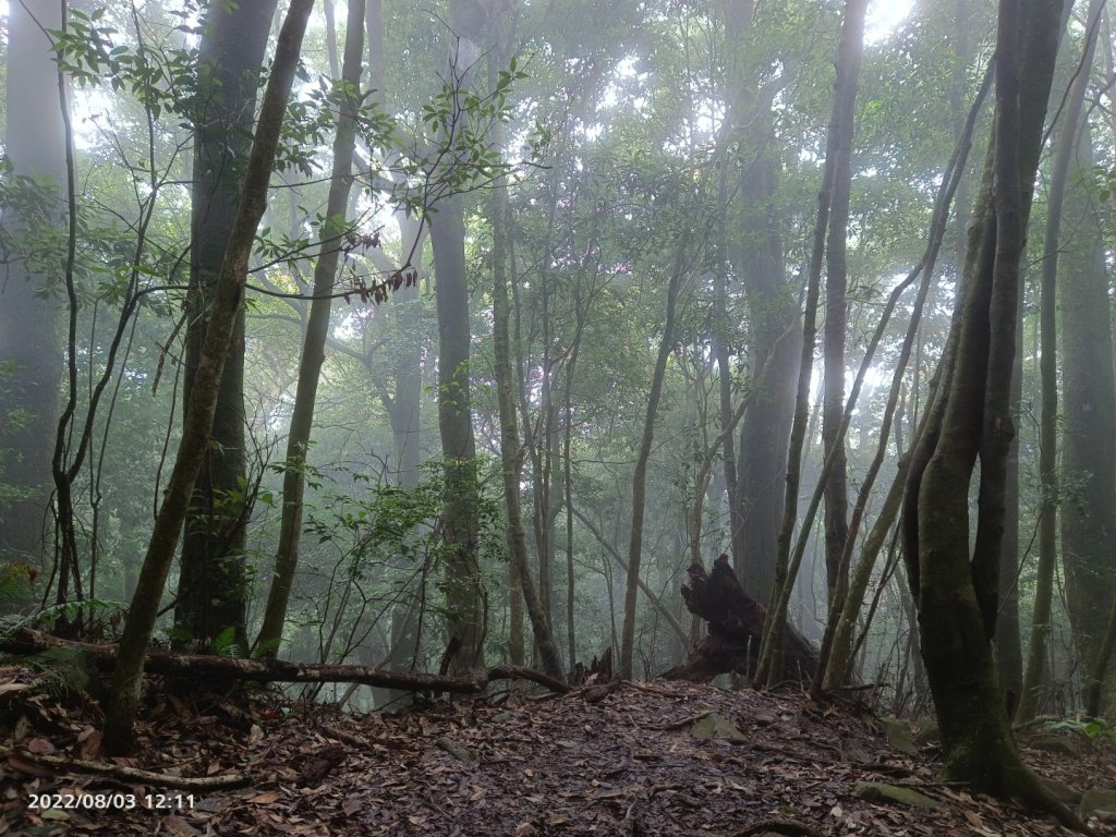 屋我尾山行走遇到黑熊封面圖