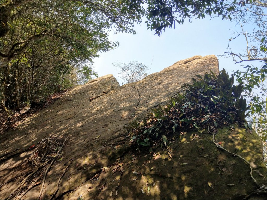 石壁山(小百岳#55)及嘉南雲峰。穿越武俠電影場景之孟宗竹林區_1363349