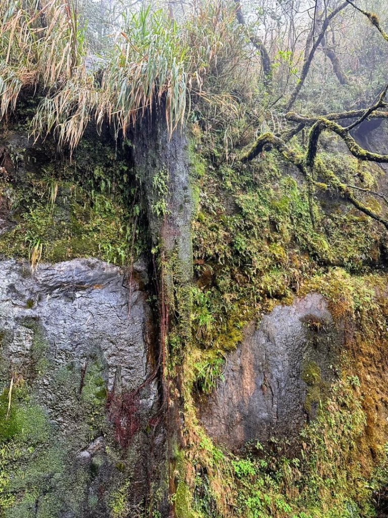 卡保石壁一葉蘭（耘夢谷上逐鹿山下O走）_2809531