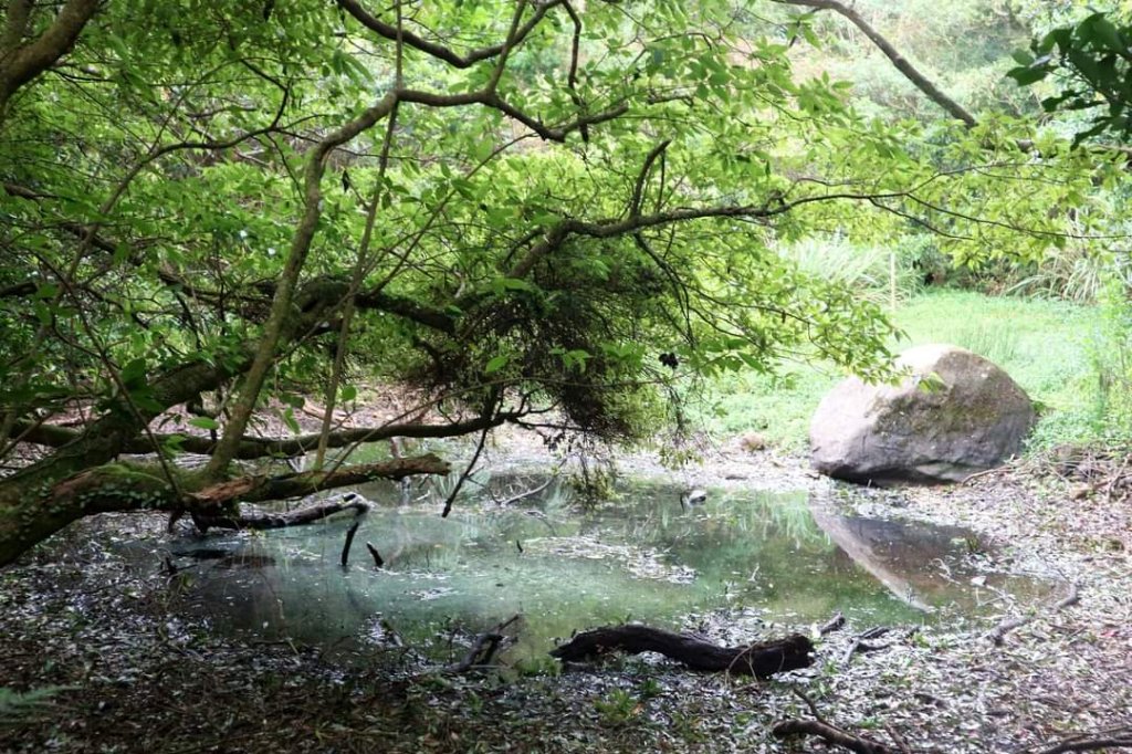〔陽明山 〕面天山 向天山 向天池 二子坪步道。火山口湖 獨特生物蚌蟲 向天蝦（豐年蝦）_2235496