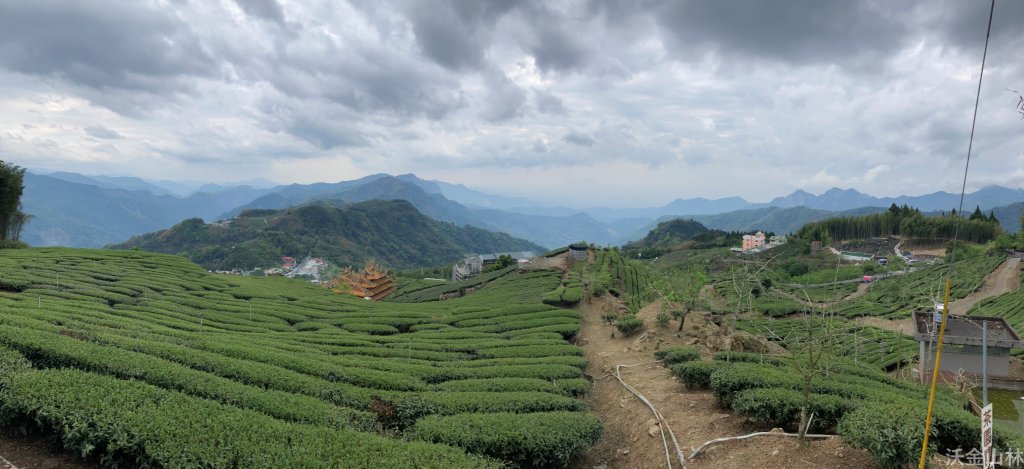 2024-03-31 頂石棹茶園_2470179