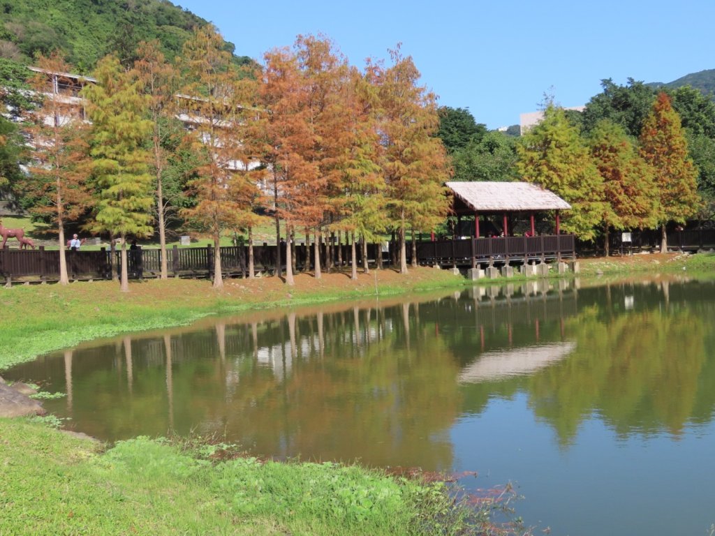 外雙溪［原住民公園］落羽松封面圖