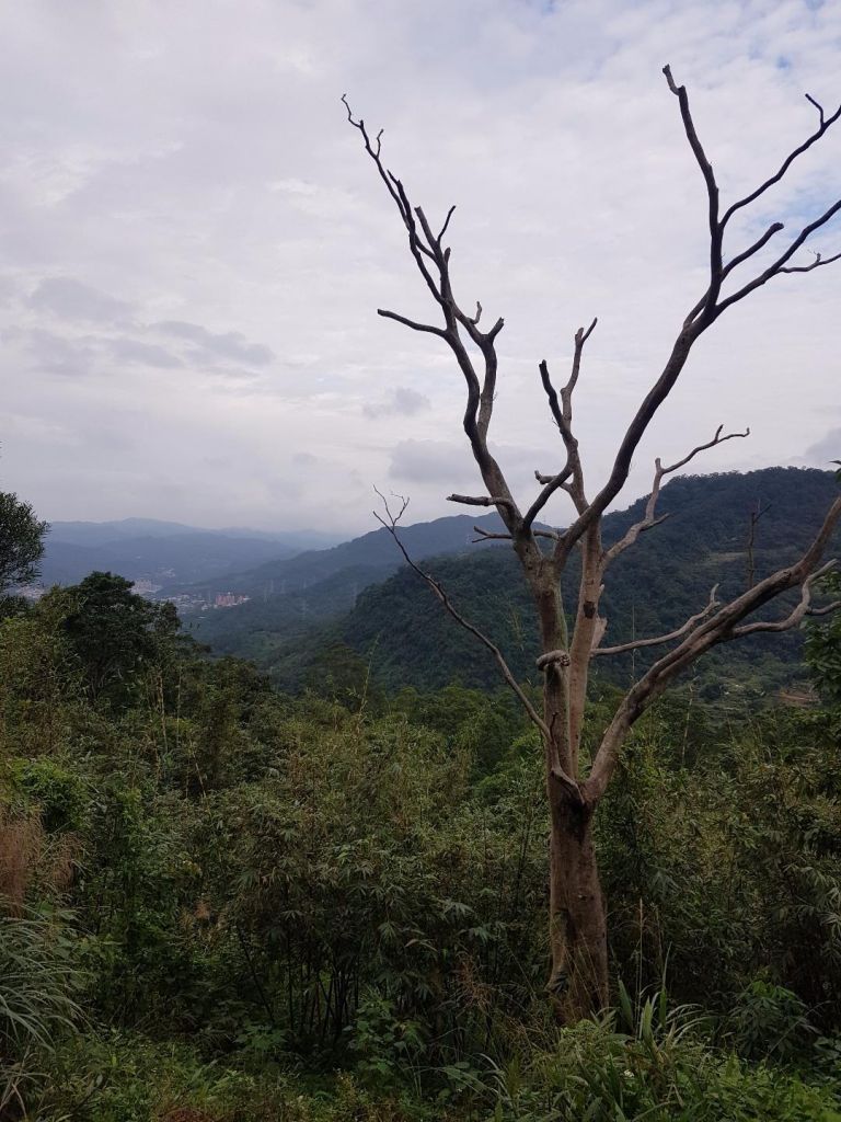 炮子崙步道_221446