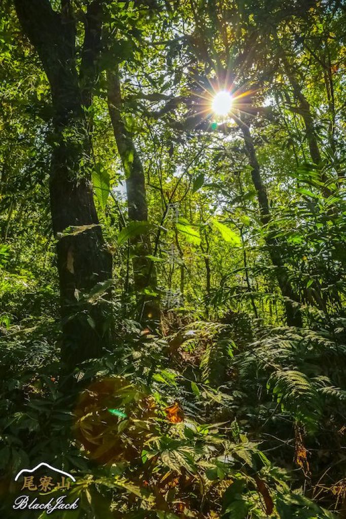 學霸同行尾寮山_295338