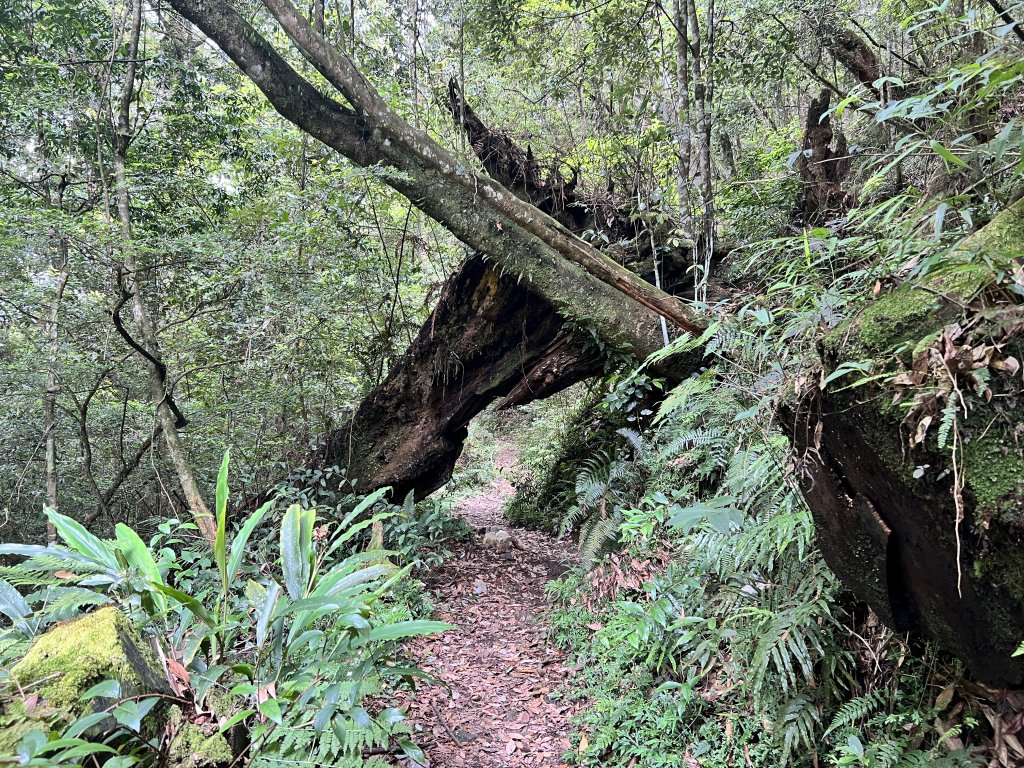 西巒大山 雙龍林道路線探索_2193431