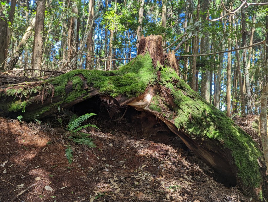 谷關七雄：八仙山_1744109