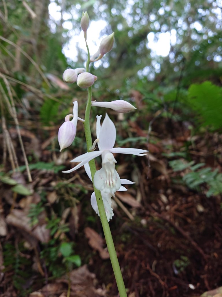 水田林道上貴妃山-鞍部石猴-那結山O型走_1307501