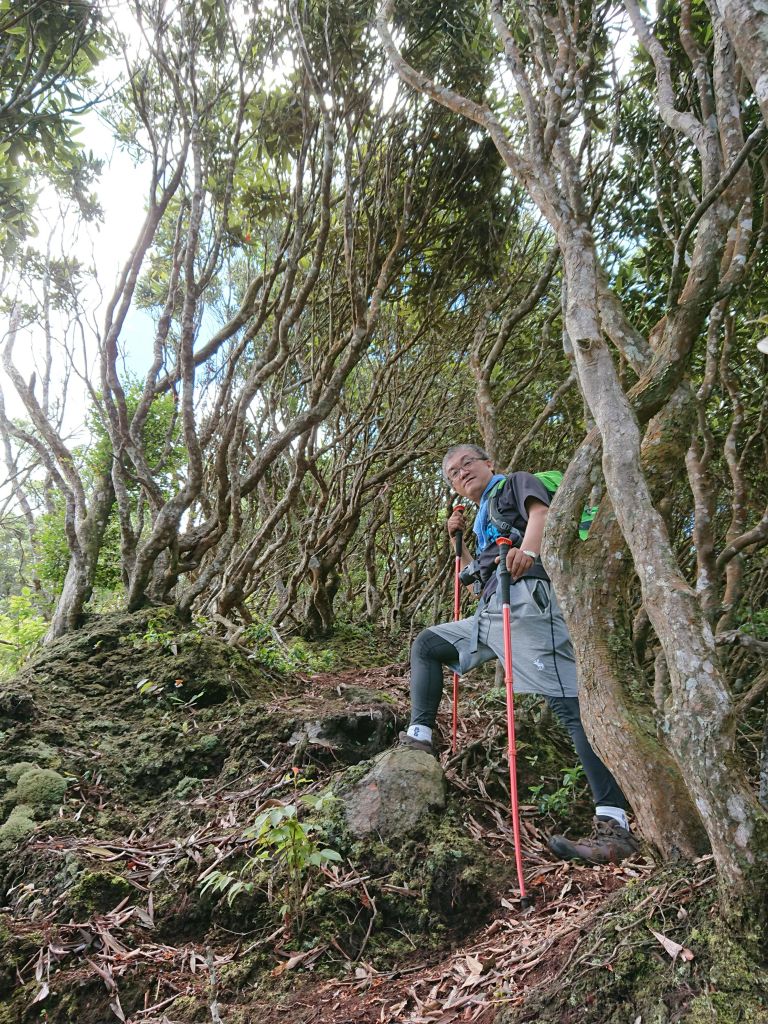 20180617橫嶺山+沙蓮山 大P型_352222