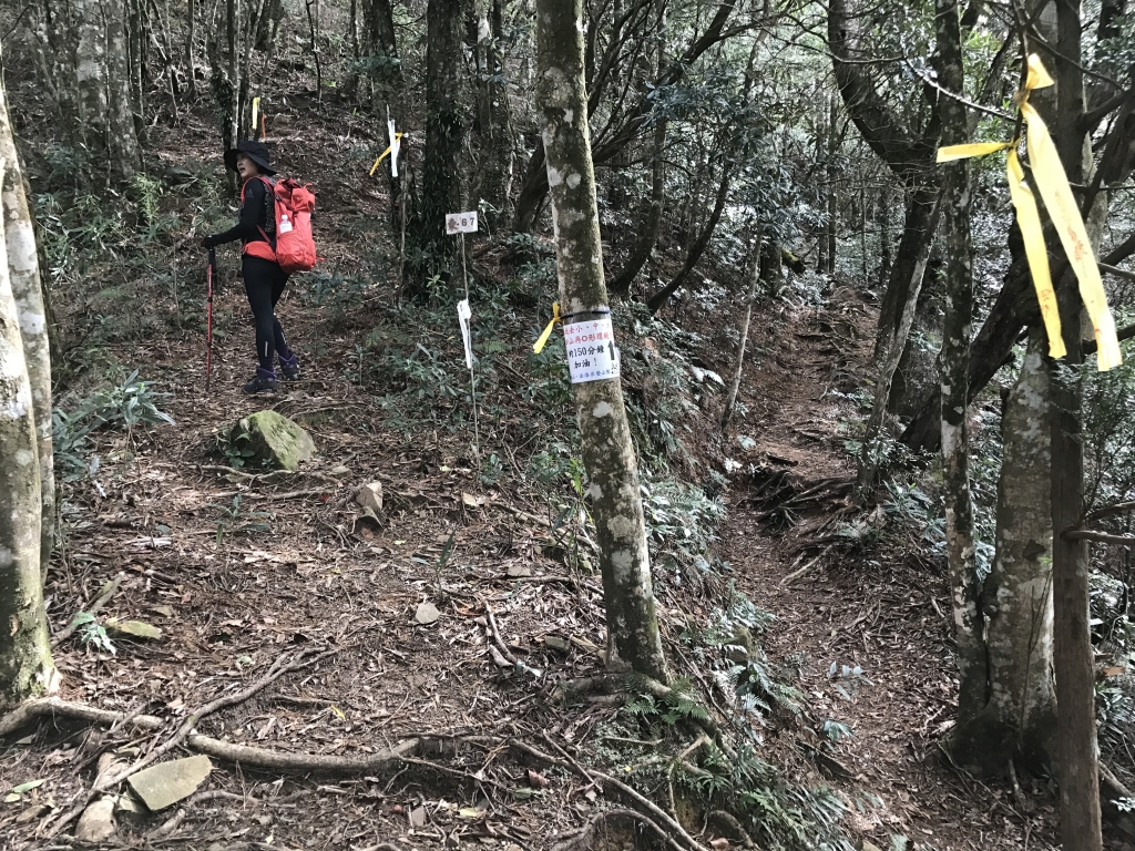 高島縱走之奇幻森林_94028