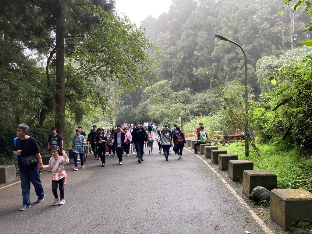 溪頭走出一片葉子_1156483