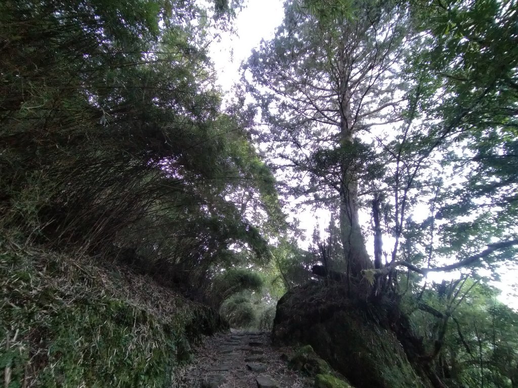 嘉義 阿里山 鹿林山、鹿林前山、真鹿林山、石水山_1487473