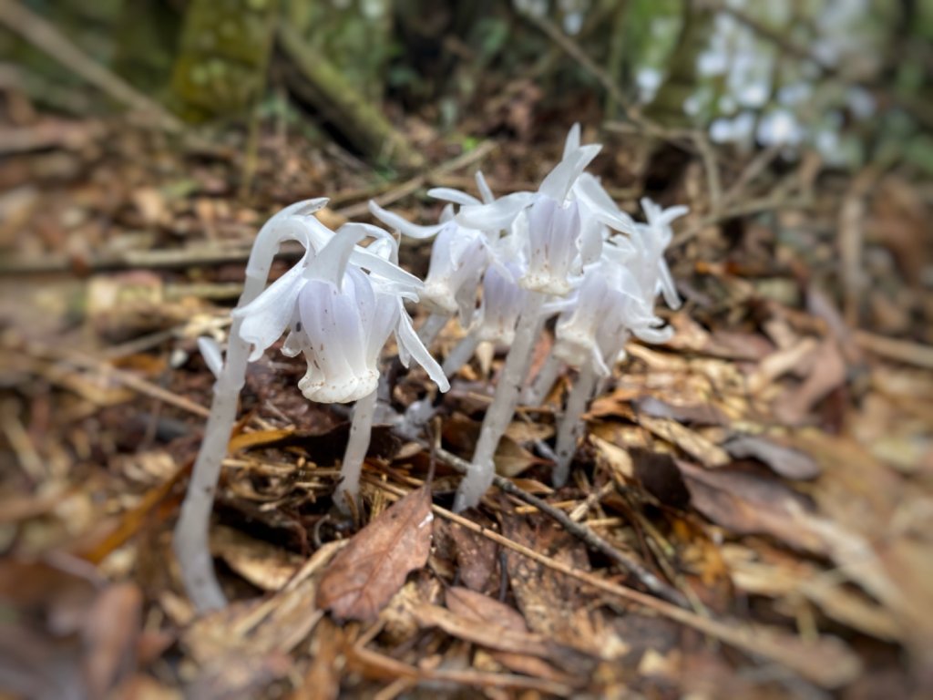 水社大山水晶蘭大爆發封面圖