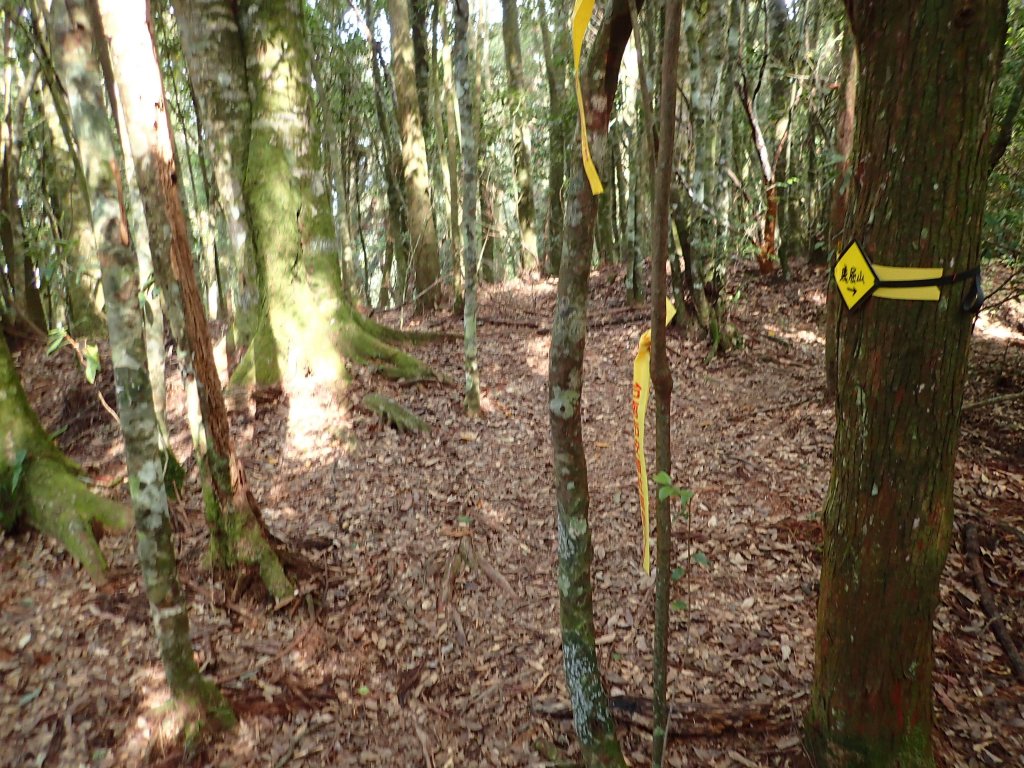 新阿溪縱走_447063