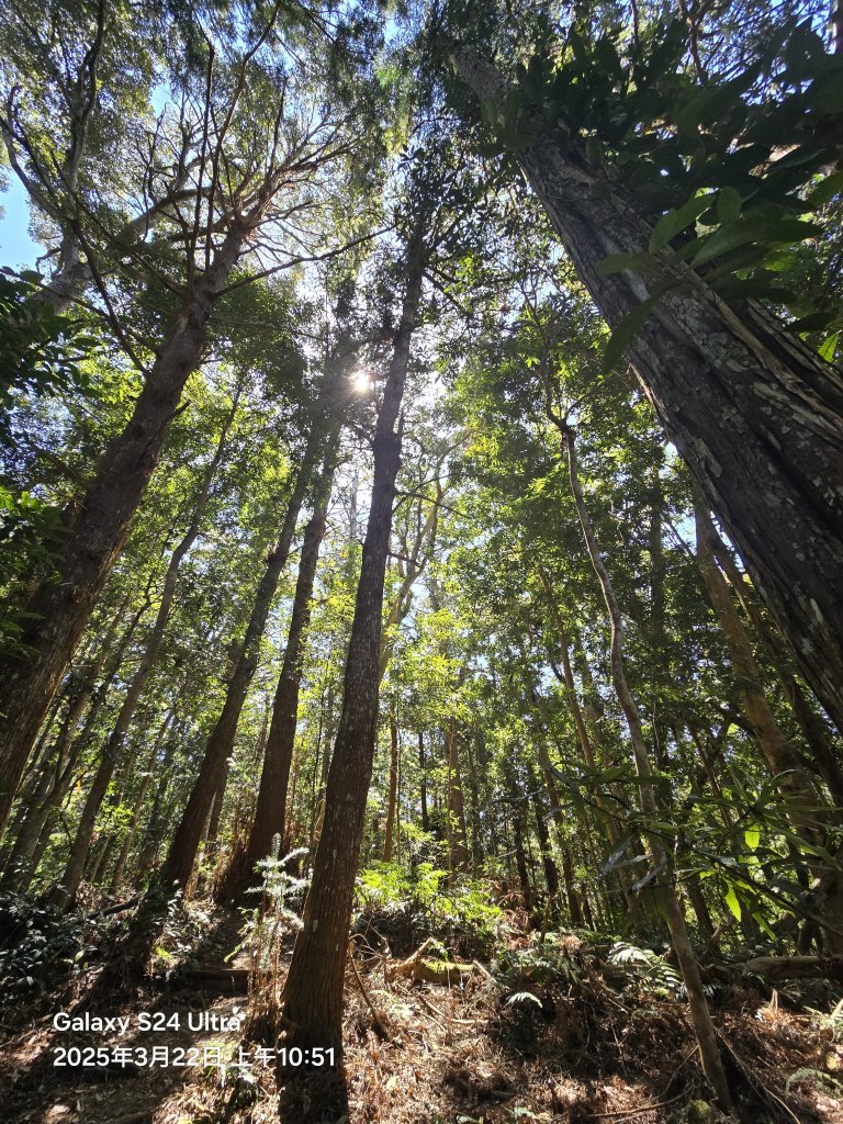 2025-03-22油羅山步道_2743406