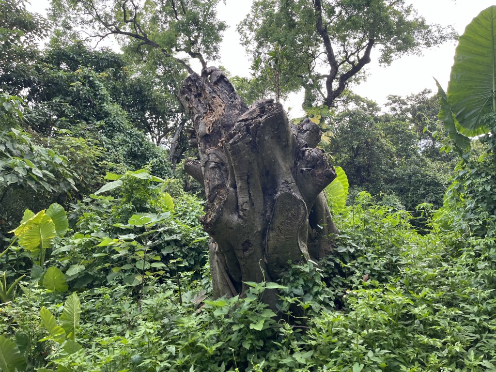 [山頂鳥40周年會員大縱走-14/15] 2024_0804 劍潭山親山步道_2566186