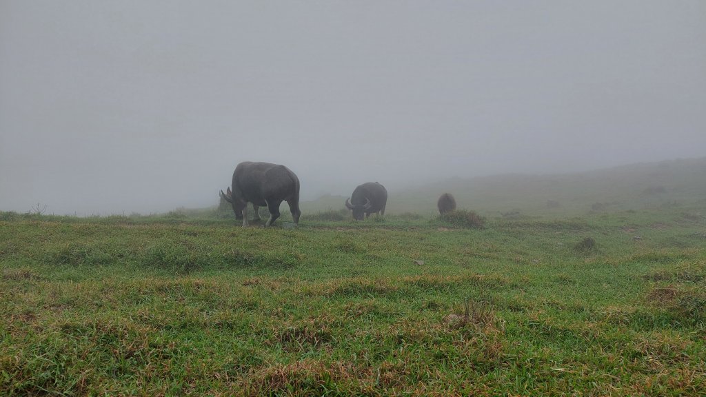 20221105-草嶺古道+桃源谷步道_1902596