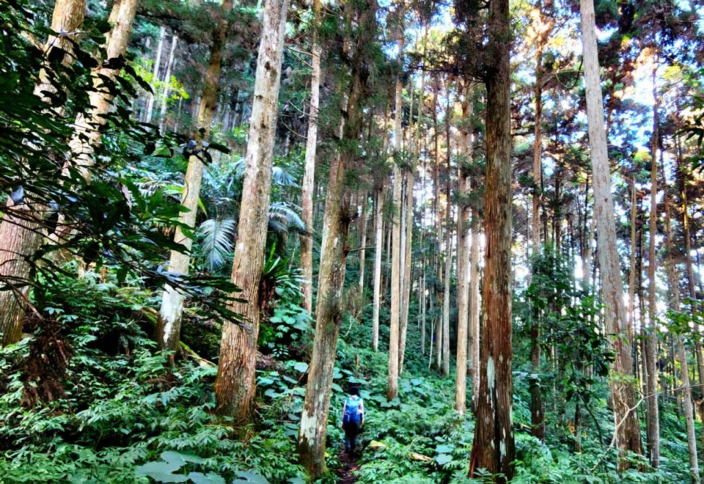 【中級山縱走 】向天湖山，三角湖山，光天高山_2742243