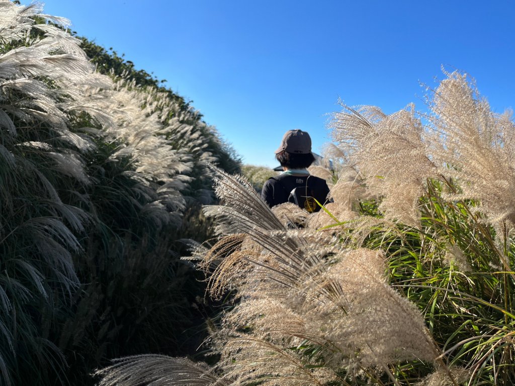 大屯山系賞芒封面圖